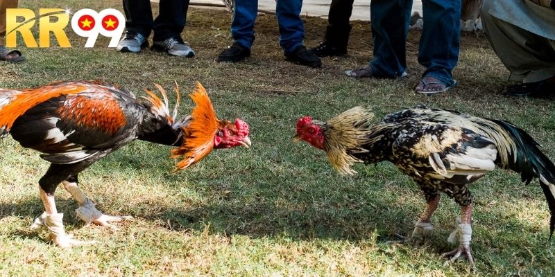 Định nghĩa về việc đá gà cựa sắt trực tuyến ngay hôm nay