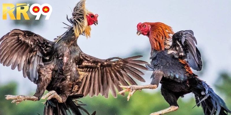 Giải đáp chi tiết đá gà thomo trực tuyến hôm nay