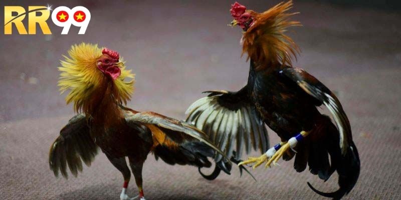 Hình thức cá cược đá gà trực tuyến HOT nhất 2026