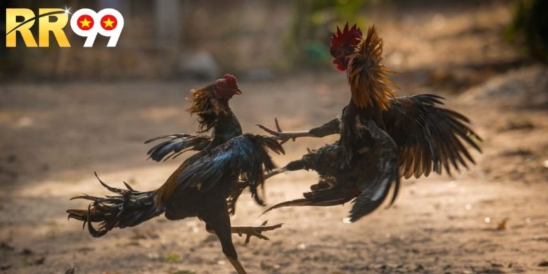 Khái quát các thông tin bổ ích về đá gà campuchia online