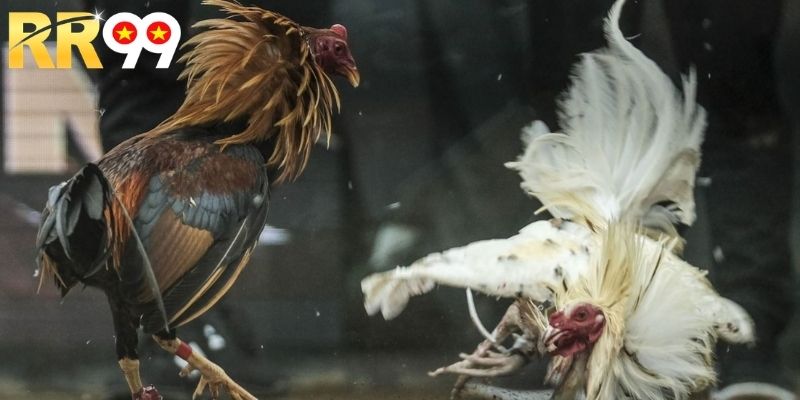 Loại hình cược đá gà được săn đón nhiều nhất trong 2026