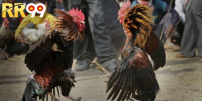 Thủ thuật cá cược gà cựa sắt hiệu quả thắng đến 99%