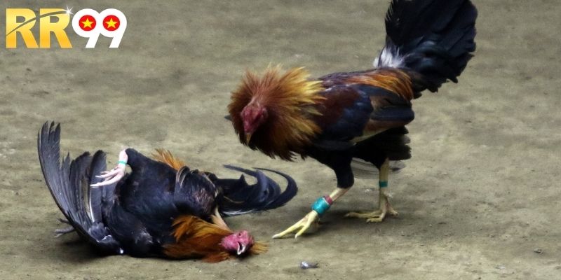 Thủ thuật đá gà được nhiều người áp dụng khi cá cược