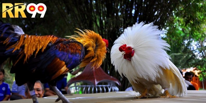 Tổng quan thông tin định nghĩa về đá gà online hôm nay